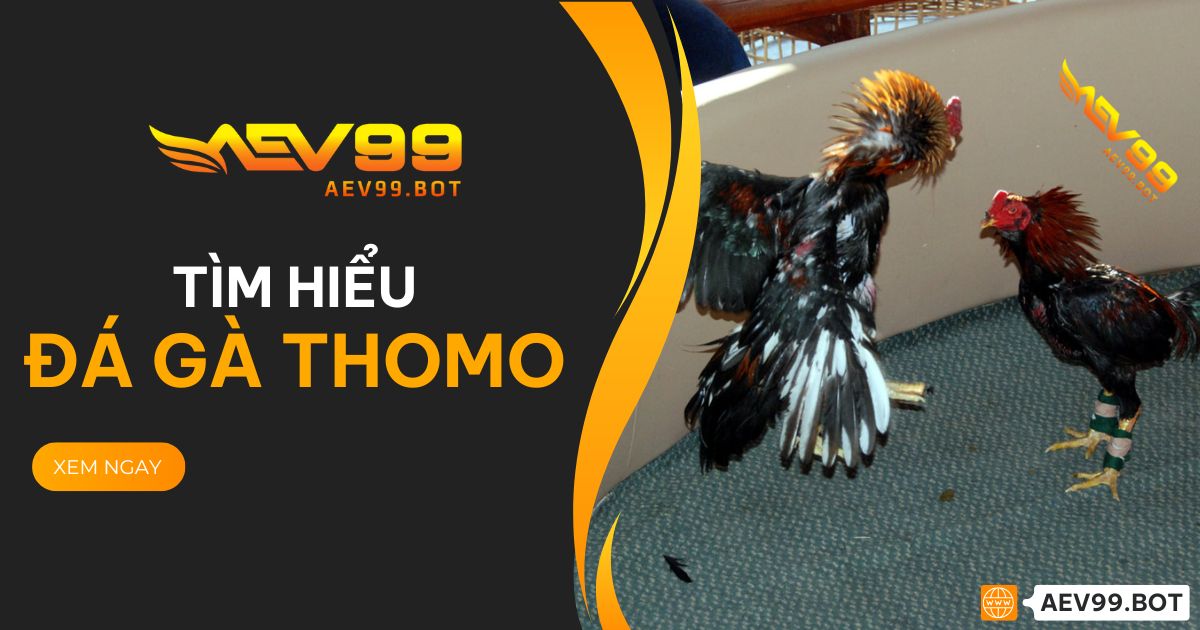 Đá Gà Thomo tại AEV99