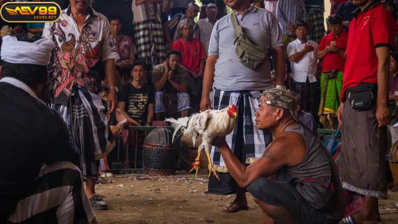 Mẹo chơi đá gà Campuchia