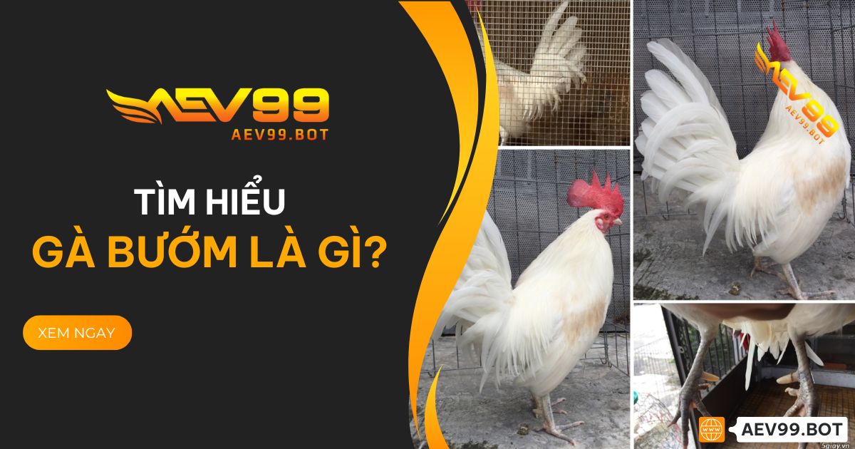 Gà bướm là gì