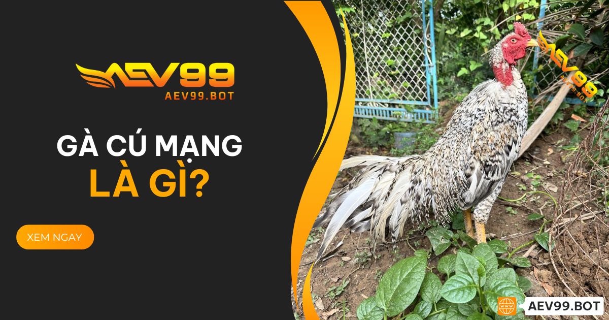 Gà cú mạng gì?